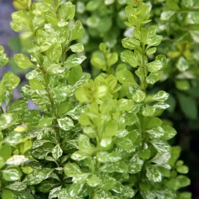 Барбарис ПАУ ВАУ тунберга в Речице