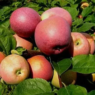 Яблоня СЛАВА ПОБЕДИТЕЛЯМ в Речице