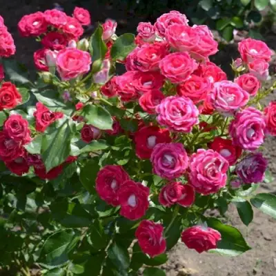 Роза ШОНЕ КОБЛЕНЦЕРИН флорибунда в Речице