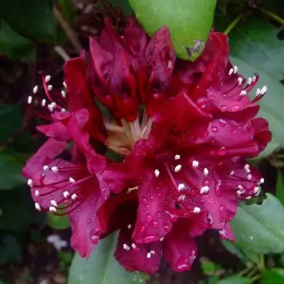 Рододендрон КАЛИ в Речице