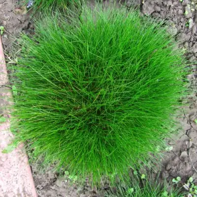 Овсяница ГОТЬЕ в Речице