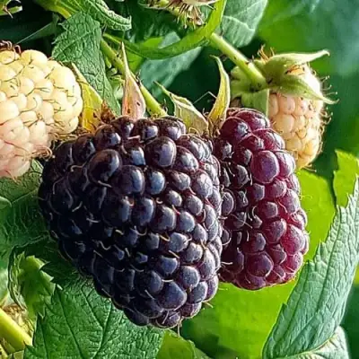 Малина БЛЭК ПОЛЬКА (ХЕБАН) в Речице