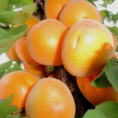 Абрикос ДЕСЕРТНЫЙ в Речице