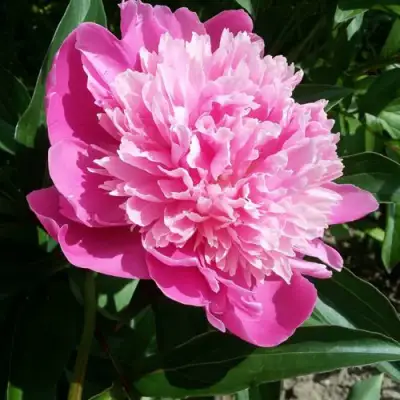 Пион ГОЛУБАЯ ХРИЗАНТЕМА травянистый в Речице