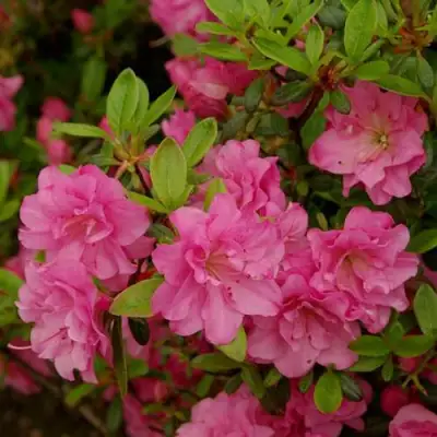 Азалия РОЗИНЕТТА японская в Речице