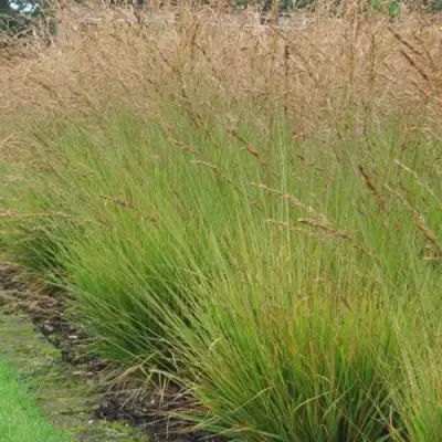 Молиния ПОЛ ПЕТЕРСОН голубая в Речице