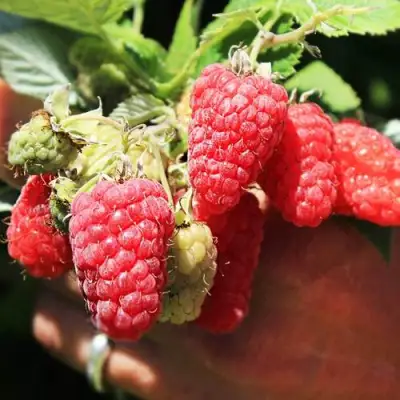 Малина ПАТРИЦИЯ в Речице