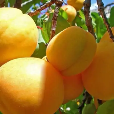 Абрикос ПАМЯТЬ ЛОЙКО в Речице