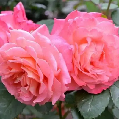 Роза ИНСТИТУТ ЛЮМЬЕР шраб в Речице