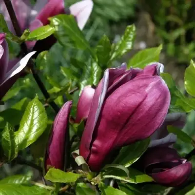 Магнолия НИГРА в Речице