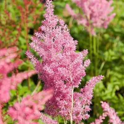 Астильба РЕЙНЛЕНД японская в Речице