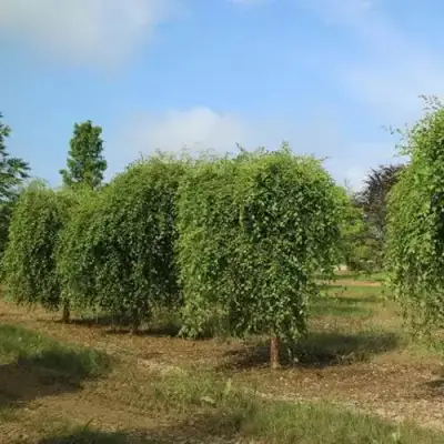 Береза САММЕР КАСКАД черная в Речице