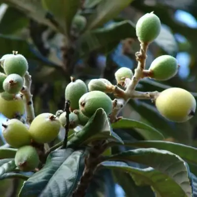 МУШМУЛА  в Речице