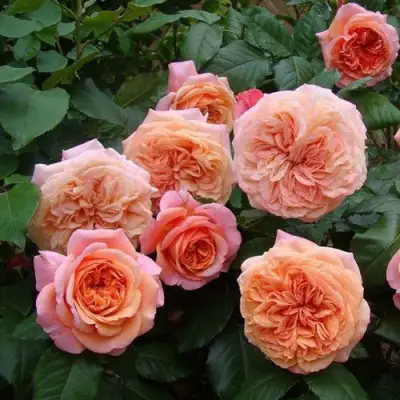 Роза ЧИППЕНДЕЙЛ чайно-гибридная в Речице