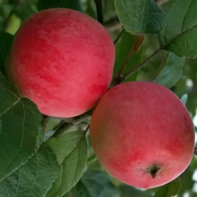 Яблоня СУЙСЛЕПСКОЕ (МАЛИНОВКА) в Речице