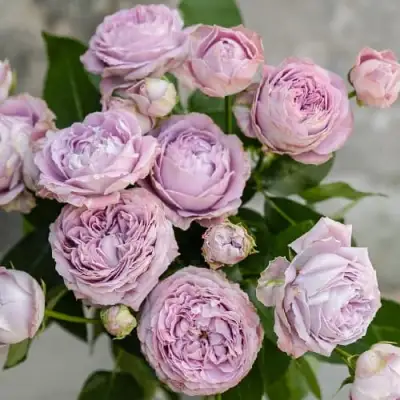 Роза ЛАВАНДЕР БАБЛС спрей в Речице