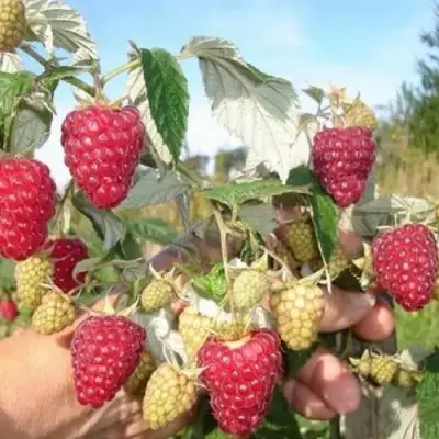Малина ЖАР-ПТИЦА в Речице