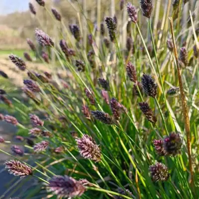 Сейслерия ХЕФЛЕРА в Речице