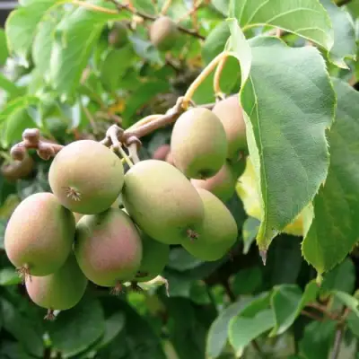 Актинидия ЛЮСИ аргута  в Речице