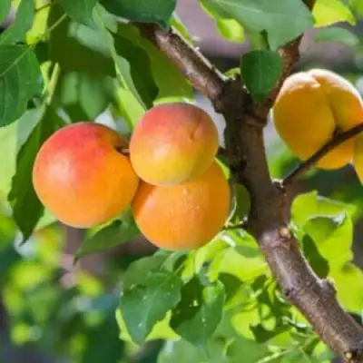 Абрикос РИТАУСМА в Речице