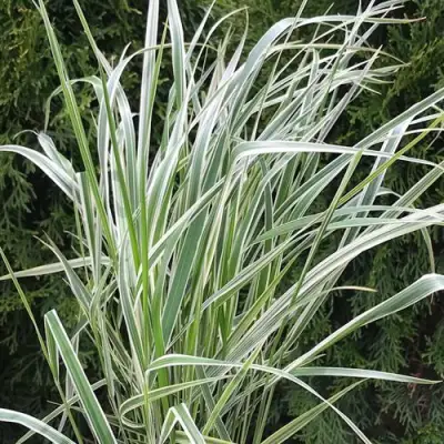 Вейник ОВЕРДАМ остроцветковый в Речице