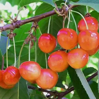 Черешня НАСЛАЖДЕНИЕ в Речице