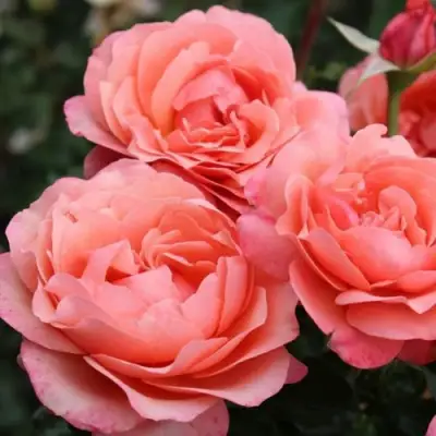 Роза КОРАЛ ЛИОНС РОУЗ флорибунда в Речице