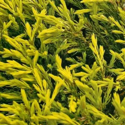 Можжевельник ЛАЙМ ГЛОУ горизонтальный  в Речице