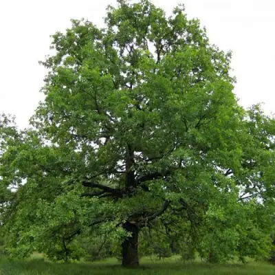 Дуб черешчатый в Речице