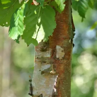 Береза бумажная в Речице