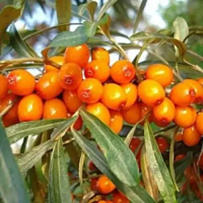 Облепиха БОТАНИЧЕСКАЯ в Речице