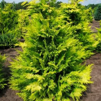 Кипарисовик ГОЛДЕН ВОНДЕР лавсона в Речице