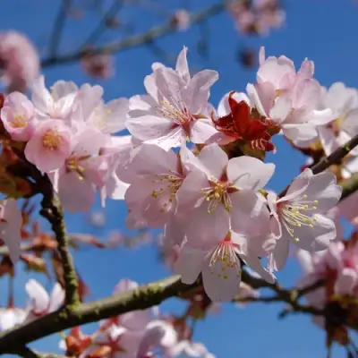 Вишня РАНЧО САРЖЕНТА в Речице