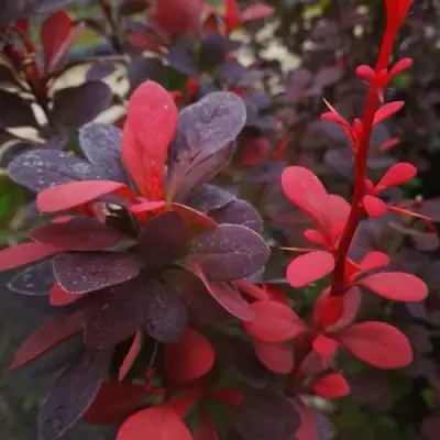 Барбарис РЕД ПИЛЛАР тунберга в Речице