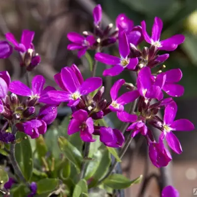 Арабис РОУЗ делайт в Речице