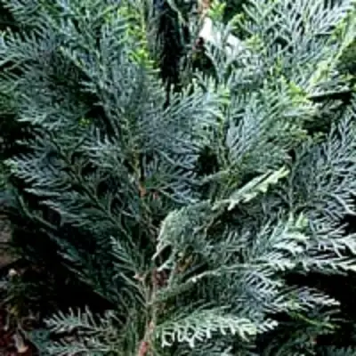 Кипарисовик ДАРТС БЛЮ РИББОН лавсона в Речице