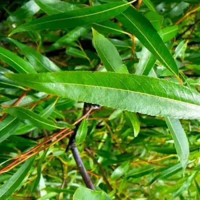 Ива ломкая  в Речице