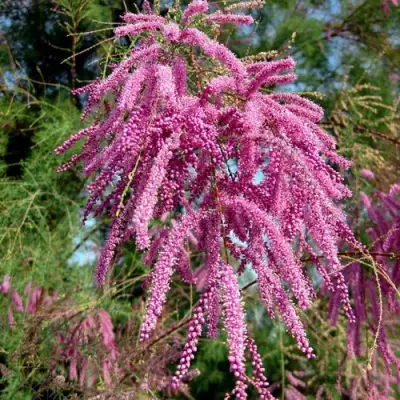 Тамарикс ПИНК КАСКАД в Речице