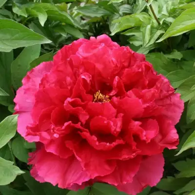 Пион АРОМАТНОЕ ВОСПОМИНАНИЕ древовидный в Речице