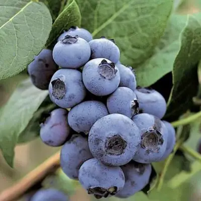 Голубика ПАТРИОТ в Речице