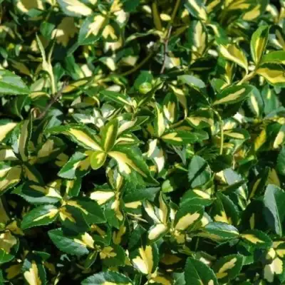 Бересклет САНСПОТ форчуна в Речице