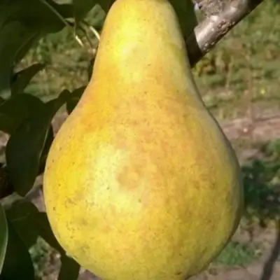 Груша КОНКОРД в Речице