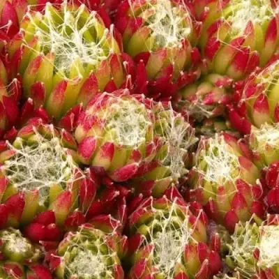 Молодило ХУКЕРА в Речице