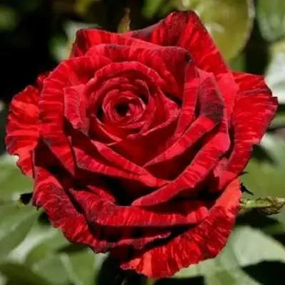 Роза РЕД ИНТУИШН чайно-гибридная в Речице