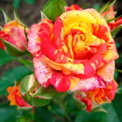 саженцы розы Файер Флеш