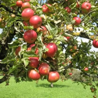 Яблоня ОРЛИК в Речице