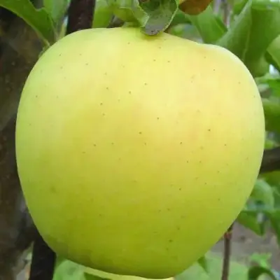 Яблоня ГОЛДЕН ДЕЛИШЕС в Речице