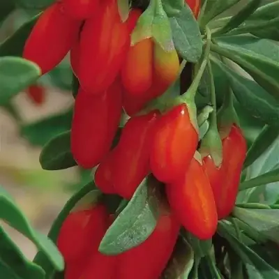 Годжи ВЯЧЕСЛАВ в Речице