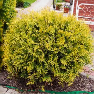 Туя КОЛЛЕРС ГОЛД складчатая в Речице