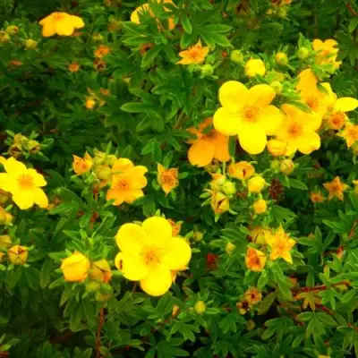 Лапчатка ГОЛДФИНГЕР кустарниковая в Речице